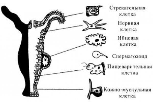 Ссылка кракен vtor run